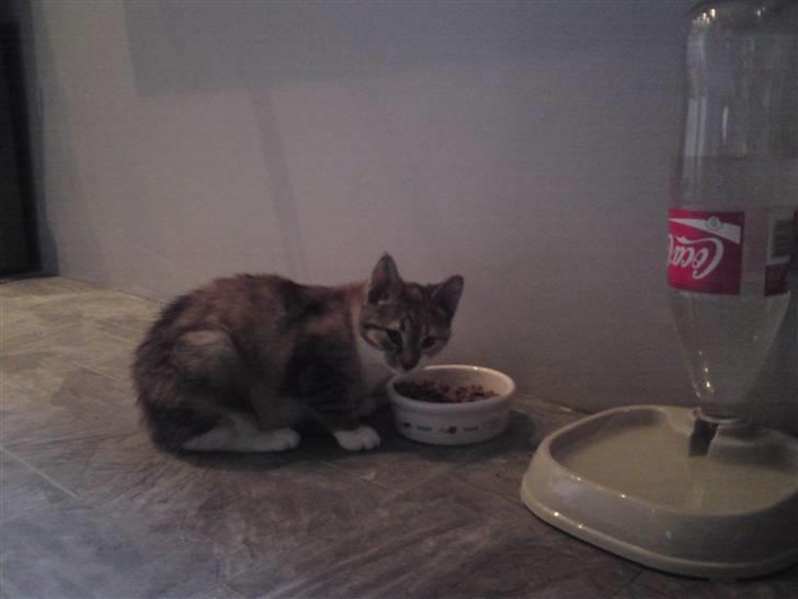 Blanding af racer Malou  billede 4