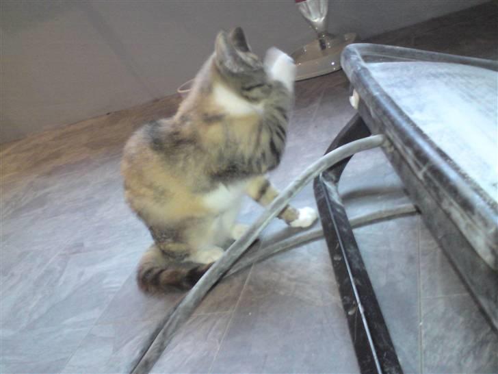 Blanding af racer Malou  billede 5