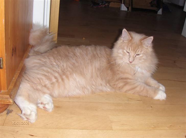 Blanding af racer MIKKEL - Hej jeg hedder Mikkel billede 1