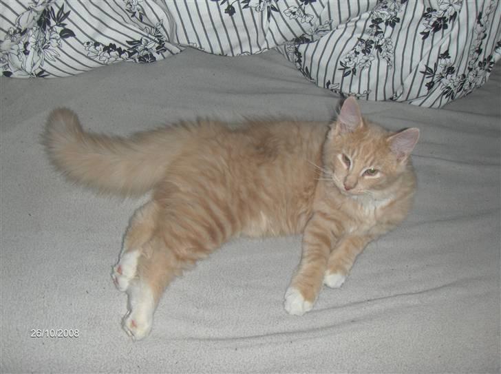 Blanding af racer MIKKEL billede 2