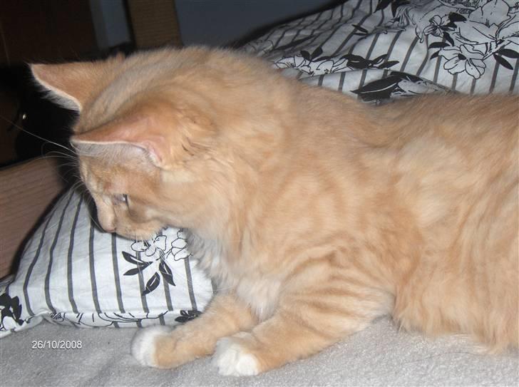 Blanding af racer MIKKEL billede 4