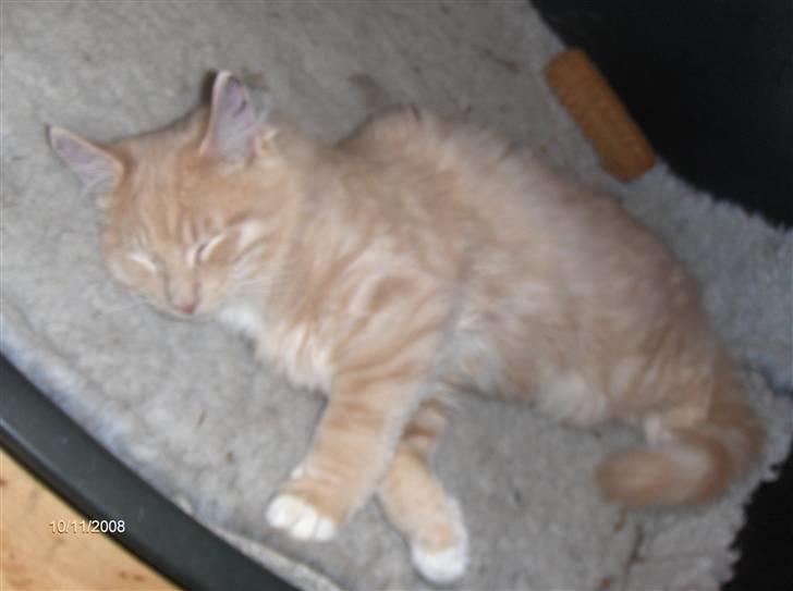 Blanding af racer MIKKEL billede 5