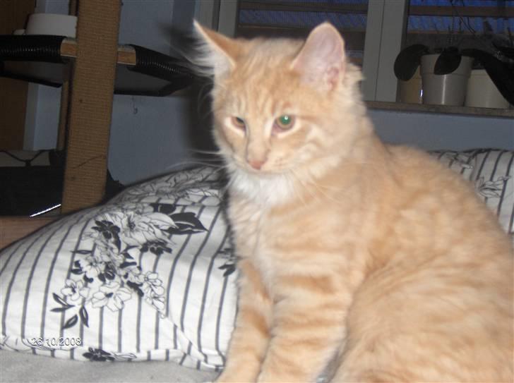 Blanding af racer MIKKEL billede 6