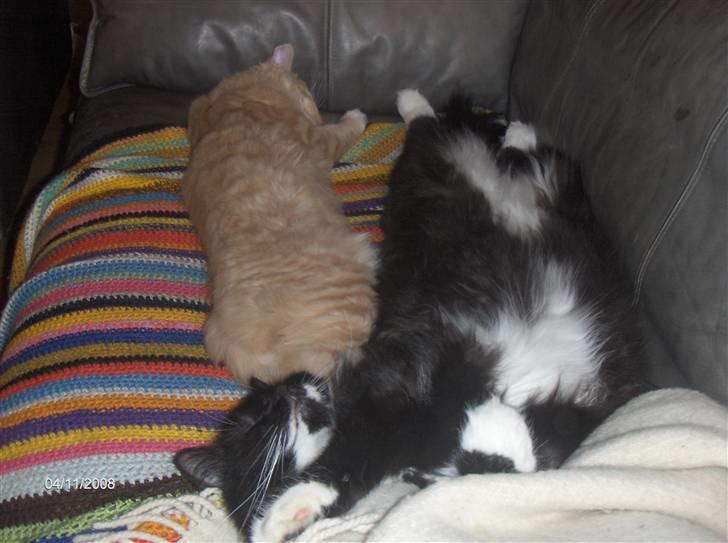 Blanding af racer MIKKEL - vi elsker at sove sammen... billede 7