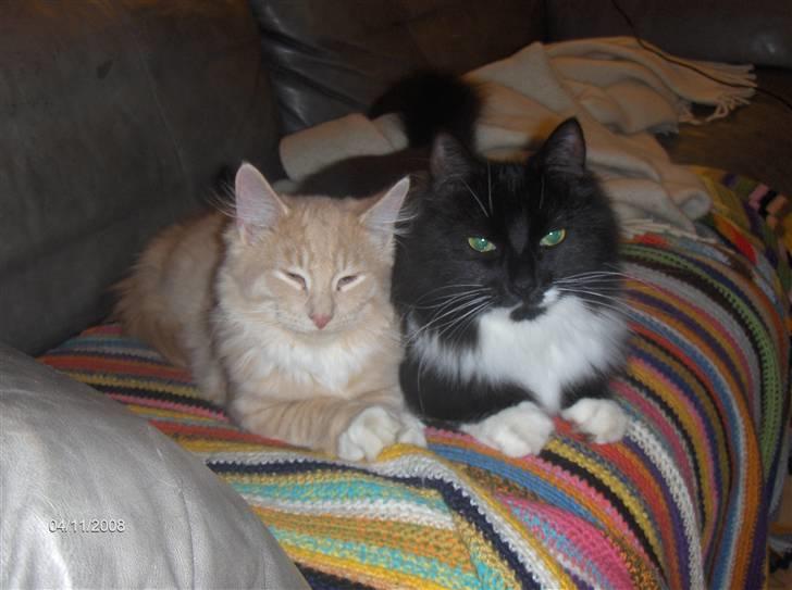 Blanding af racer MIKKEL - mig og Mister billede 8