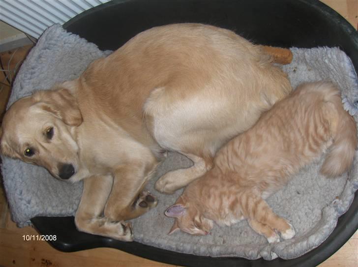 Blanding af racer MIKKEL billede 9