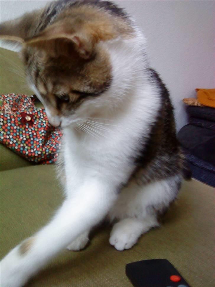 Huskat Oliver Alwan billede 1