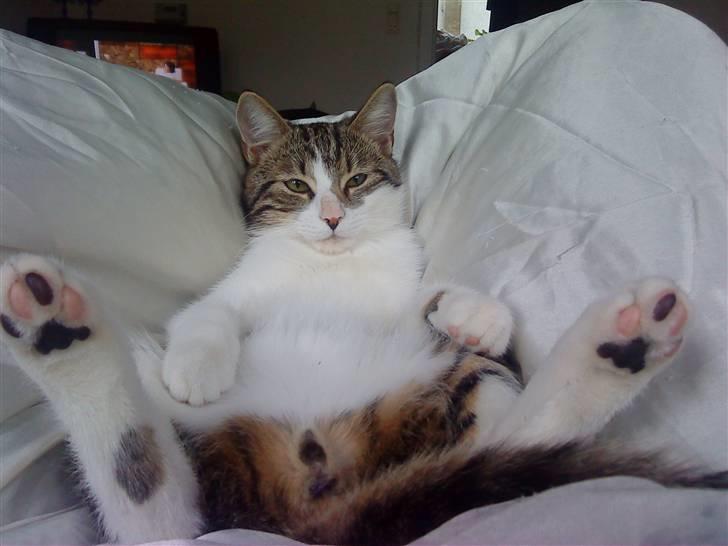 Huskat Oliver Alwan billede 2