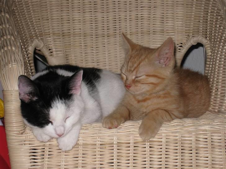 Huskat Rita - 10/11-08 billede 18