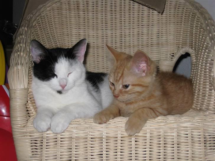 Huskat Rita - 10/11-08 billede 19