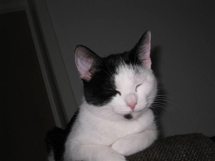 Huskat Rita - 10/11-08 billede 20