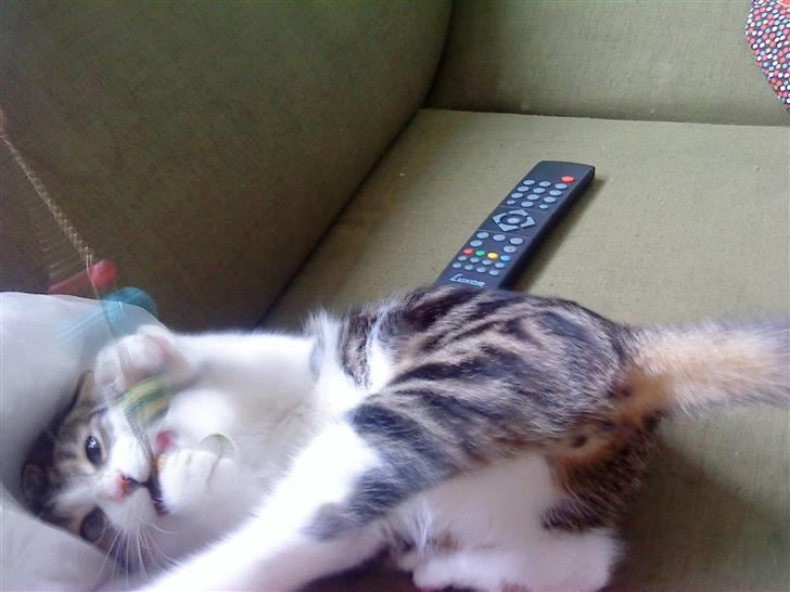 Huskat Oliver Alwan billede 3