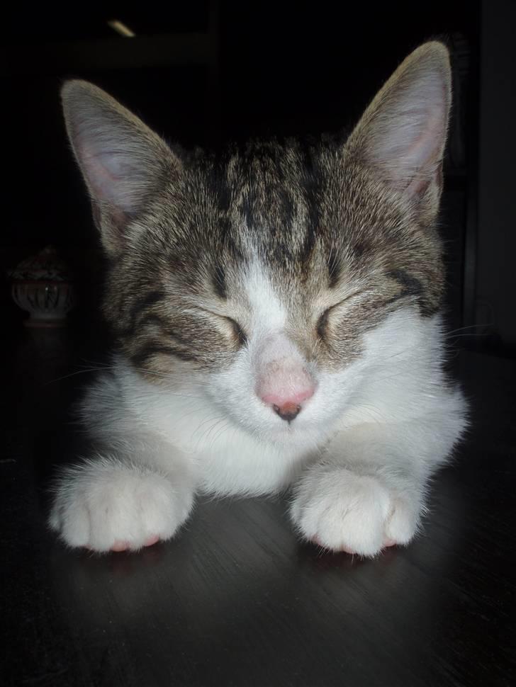 Huskat Oliver Alwan billede 4