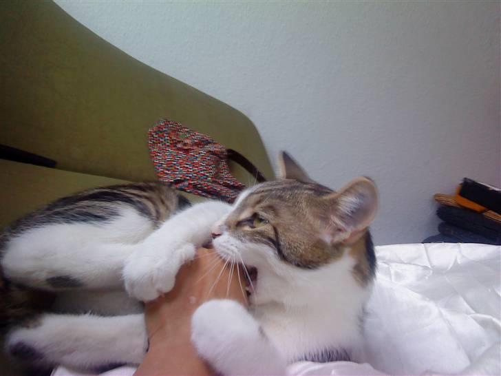 Huskat Oliver Alwan billede 5