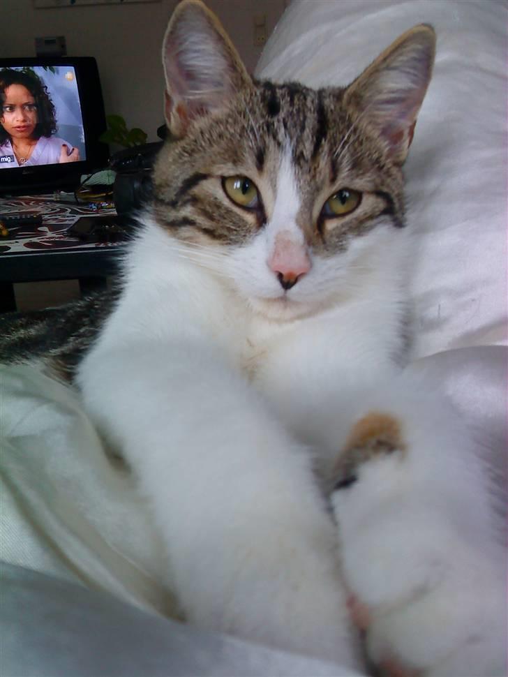 Huskat Oliver Alwan billede 6