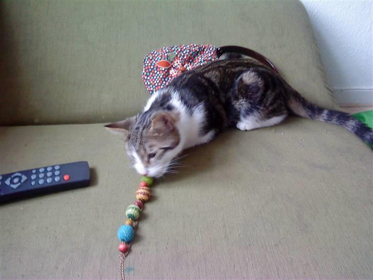 Huskat Oliver Alwan billede 7