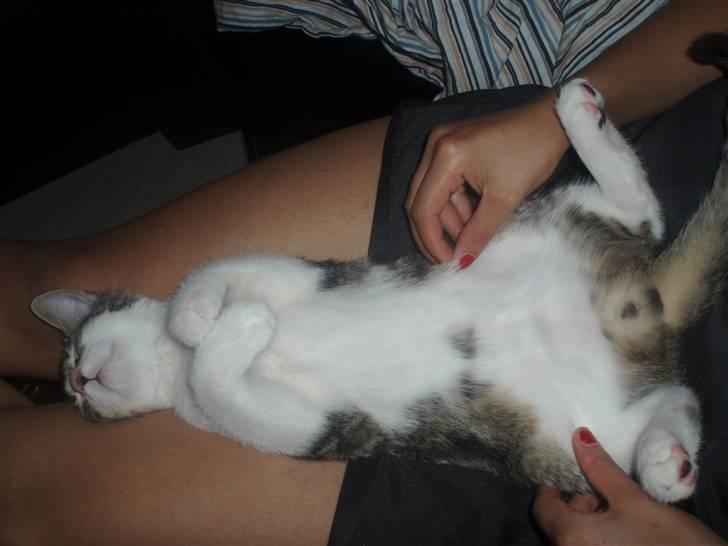 Huskat Oliver Alwan billede 8