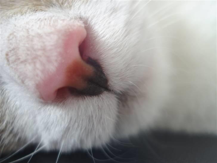 Huskat Oliver Alwan billede 9