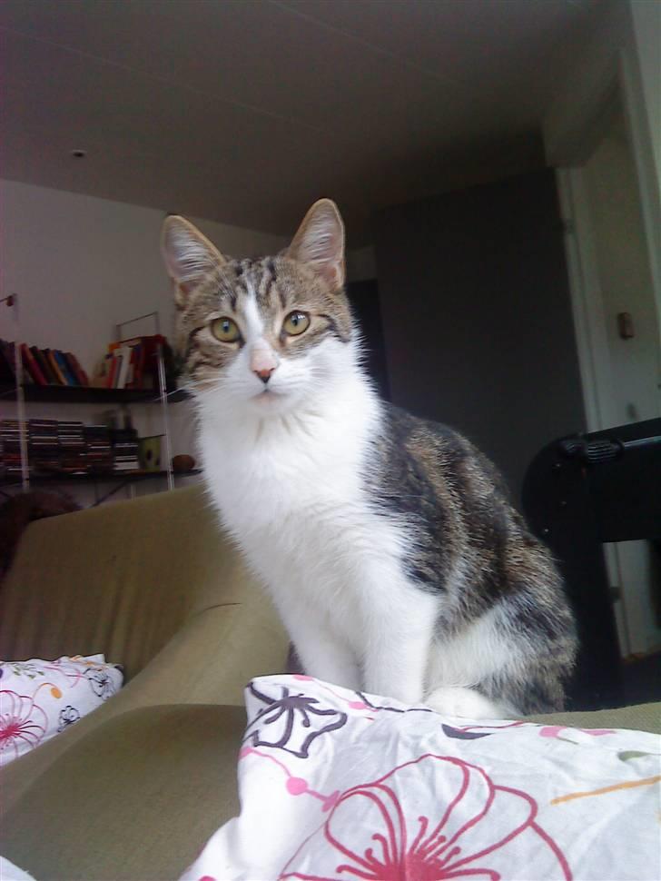 Huskat Oliver Alwan billede 10