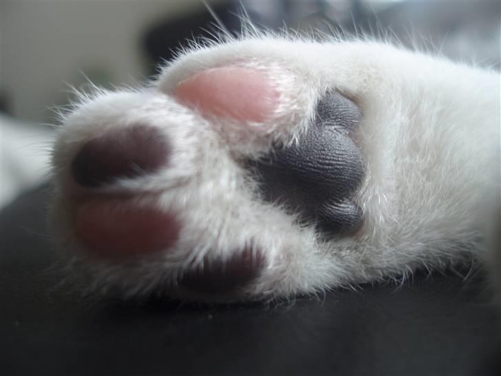 Huskat Oliver Alwan billede 11