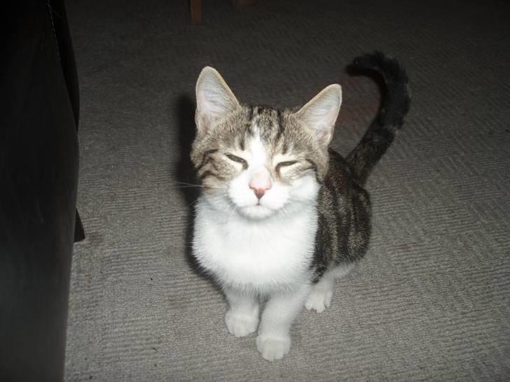 Huskat Oliver Alwan billede 12