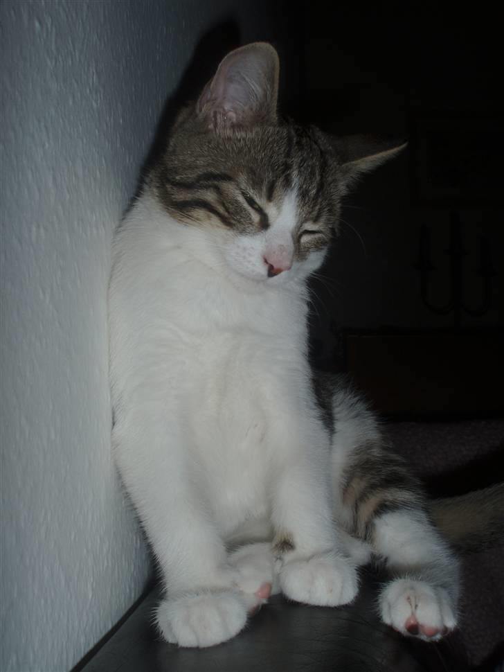 Huskat Oliver Alwan billede 13