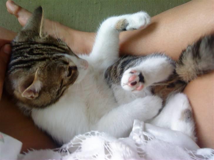 Huskat Oliver Alwan billede 14