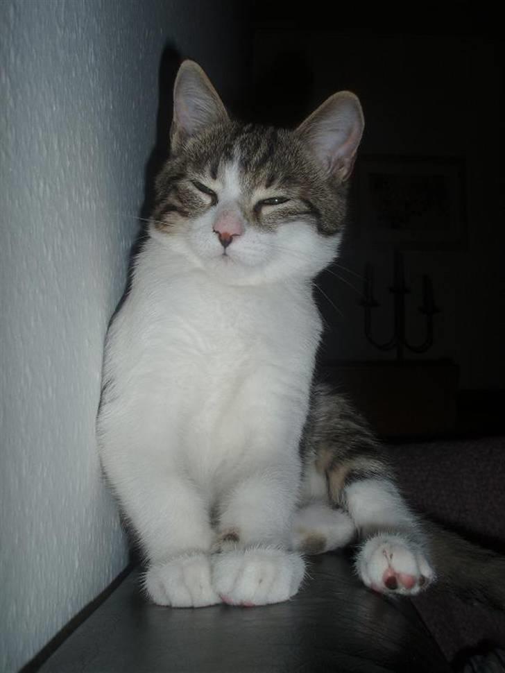 Huskat Oliver Alwan billede 15