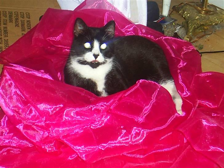 Huskat BUGSY E'lDiaplo Jørgensen - Se mor jeg er farlig i dag billede 1