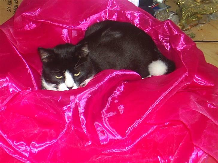 Huskat BUGSY E'lDiaplo Jørgensen - moar ser du mig . . .  billede 2