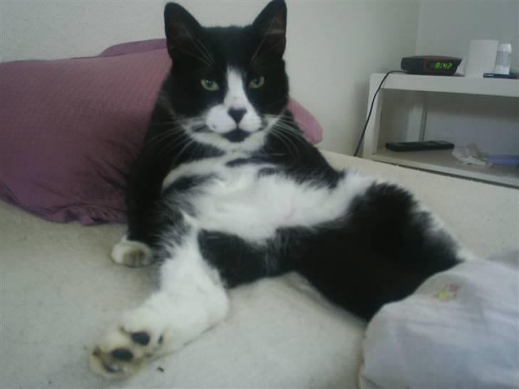 Huskat BUGSY E'lDiaplo Jørgensen - låner lige sengen far, skal lige vaske mig, havde planer om at nappe en lur på din pude bagefte billede 3