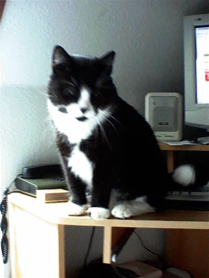 Huskat BUGSY E'lDiaplo Jørgensen - åhh nej, jeg er så træt altså billede 4