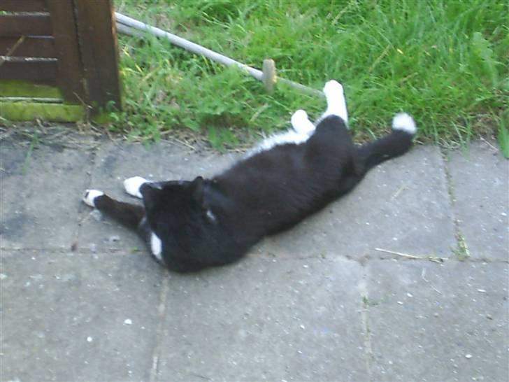 Huskat BUGSY E'lDiaplo Jørgensen - ahh n slapper billede 5