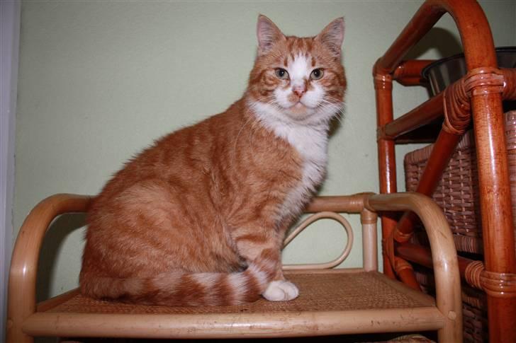 Huskat Benjamin R.I.P billede 1