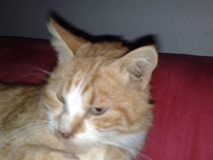 Huskat Benjamin R.I.P billede 2