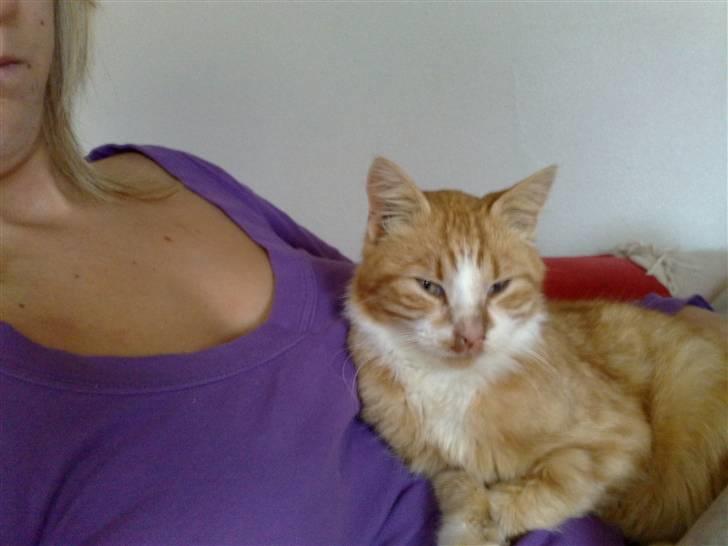 Huskat Benjamin R.I.P billede 3