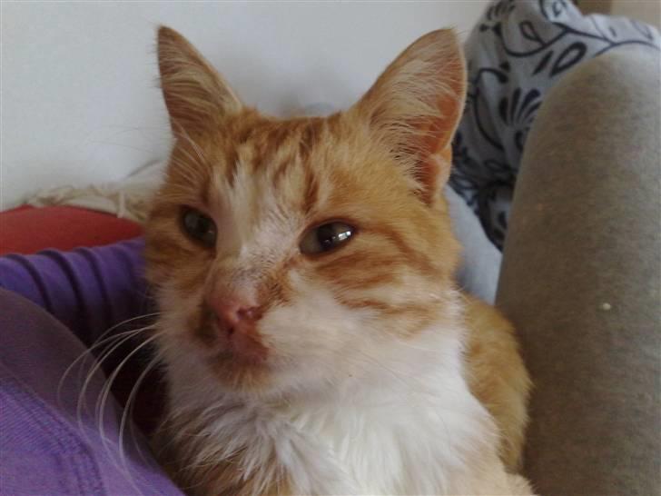 Huskat Benjamin R.I.P billede 4