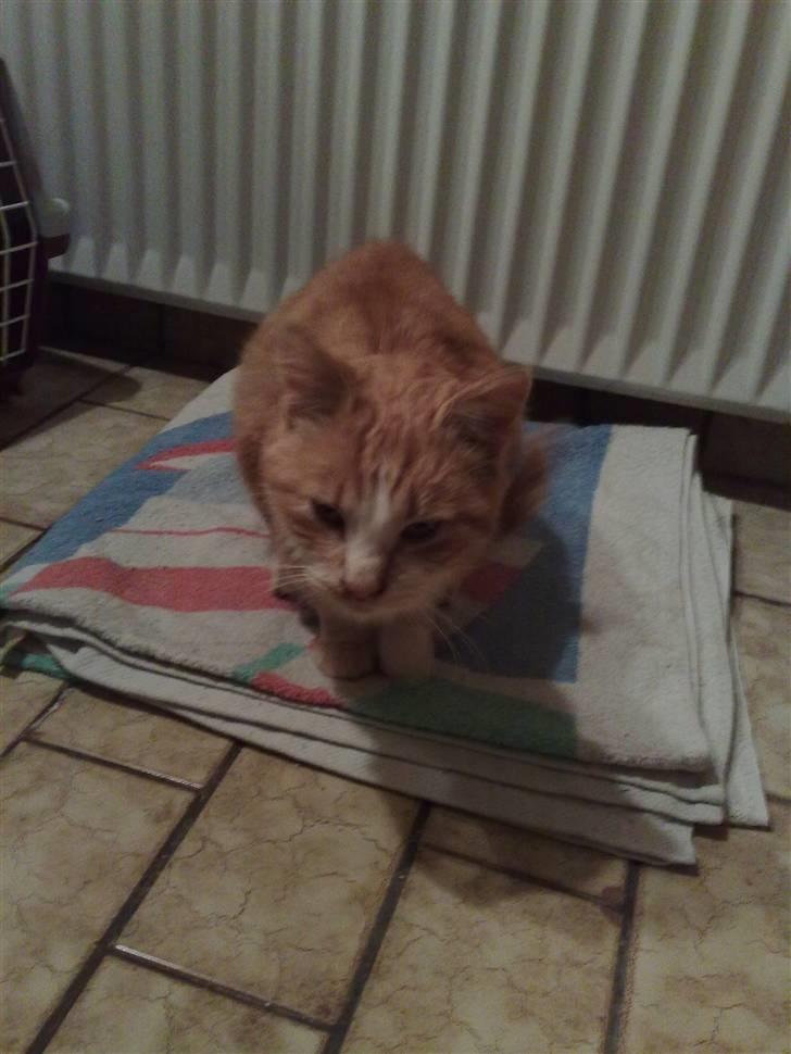 Huskat Benjamin R.I.P - Sådan så Benjamin ud dagen efter jeg fandt ham... Han vejede kun 3 kg!!! billede 5