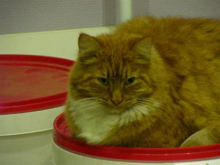 Blanding af racer R.I.P garfield  - hvornår er der mad (han ligger på fodertønden)  billede 1