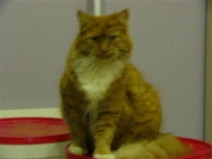 Blanding af racer R.I.P garfield  - så nu kom de  billede 2