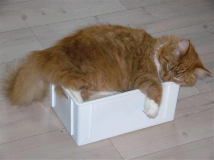 Blanding af racer R.I.P garfield  - man blir træt af at læse anders and blade (han ligger oven på dem) billede 3