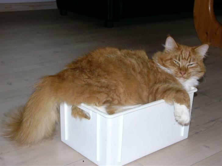 Blanding af racer R.I.P garfield  - lad vær med at vække mig i min skøndheds søvn billede 4