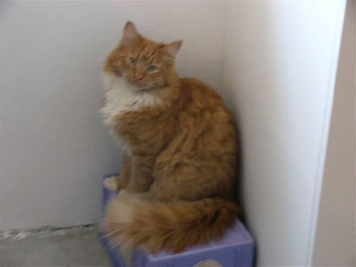 Blanding af racer R.I.P garfield  - sider på en kasse og er fotogen billede 5