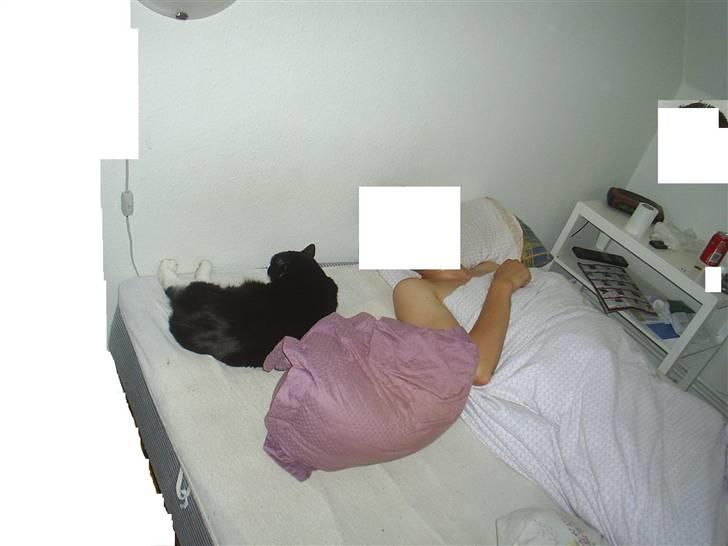 Huskat BUGSY E'lDiaplo Jørgensen - Far og Bugsy har altid sovet sammen billede 6