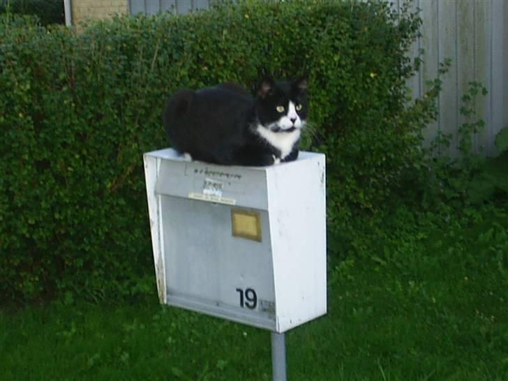 Huskat BUGSY E'lDiaplo Jørgensen - min postkasse billede 7