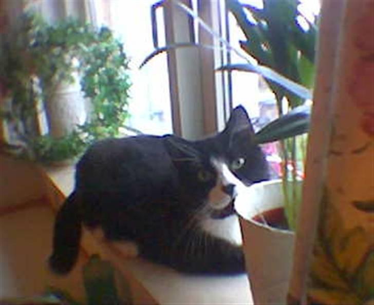 Huskat BUGSY E'lDiaplo Jørgensen - er du nu der igen mor, hva så har du mad . .  billede 8