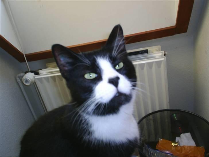 Huskat BUGSY E'lDiaplo Jørgensen - Hva så far, er du osse træt ? af hende mor billede 9