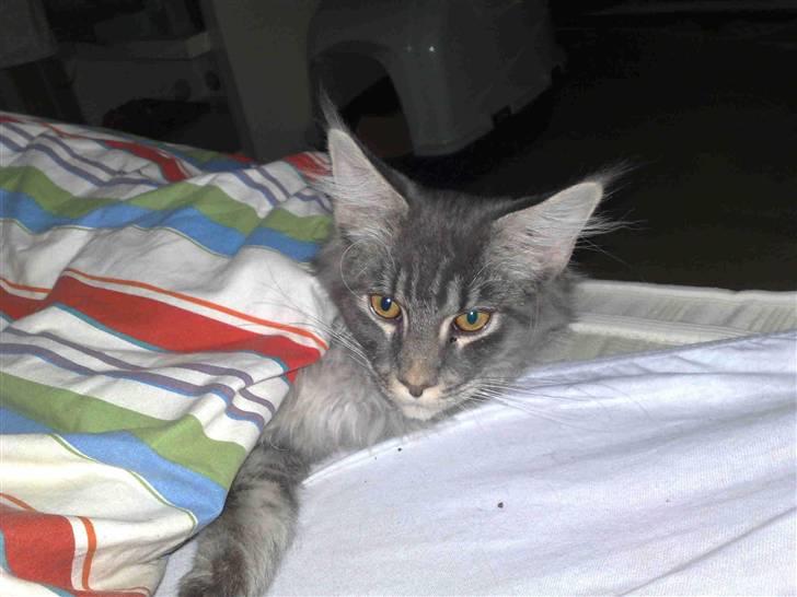 Maine Coon Gigolo Maximus - Jeg elsker at putte under dynen med mor :) billede 2