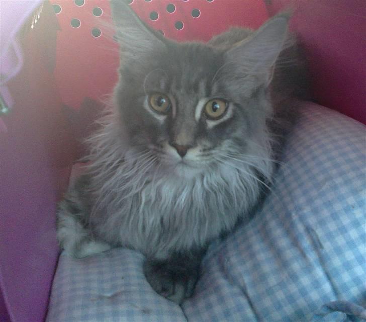 Maine Coon Gigolo Maximus - på vej hjem til mit nye hjem billede 3