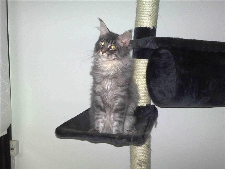 Maine Coon Gigolo Maximus - se hvor smuk jeg er ca. 4 mdr billede 4